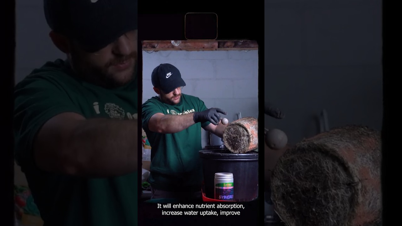 Why I Never Transplant Without This Fungi 🧪🌱 Boost Roots Instantly with Mycorrhizae!
