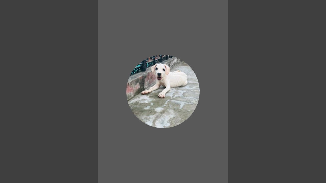 Gee Bee Dog kennel Hariana is live