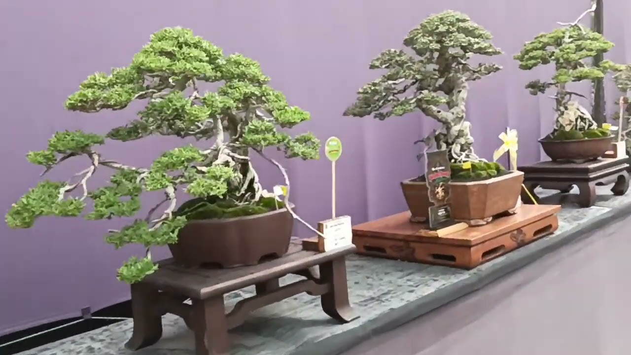 Bonsai Bonsai Di Pamnas Kudus  19-28 Oktober 2025 kelas pratama dan madya