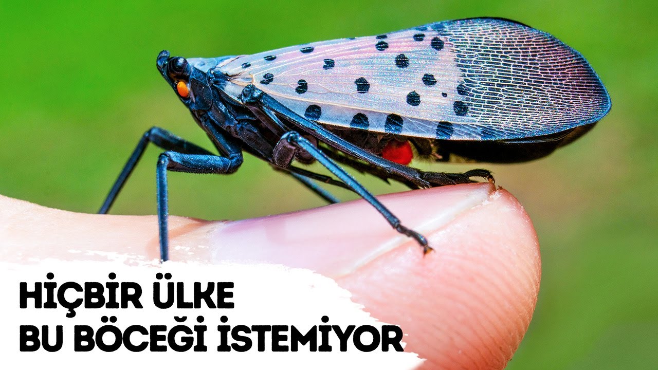 Hiçbir Ülke Bu Böceği Görmek İstemiyor