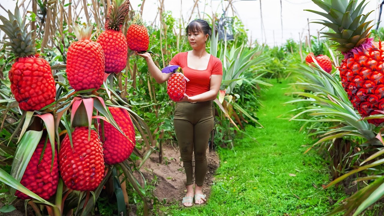 Harvesting Pineapple Fruit Go to market sell, paint table and chair | New Free Bushcraft