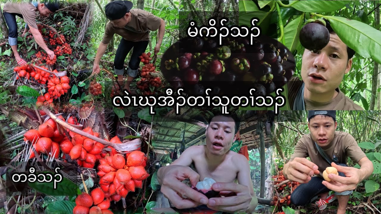 Going to found fresh fruit from the jungle and we got a lot of fruit.
