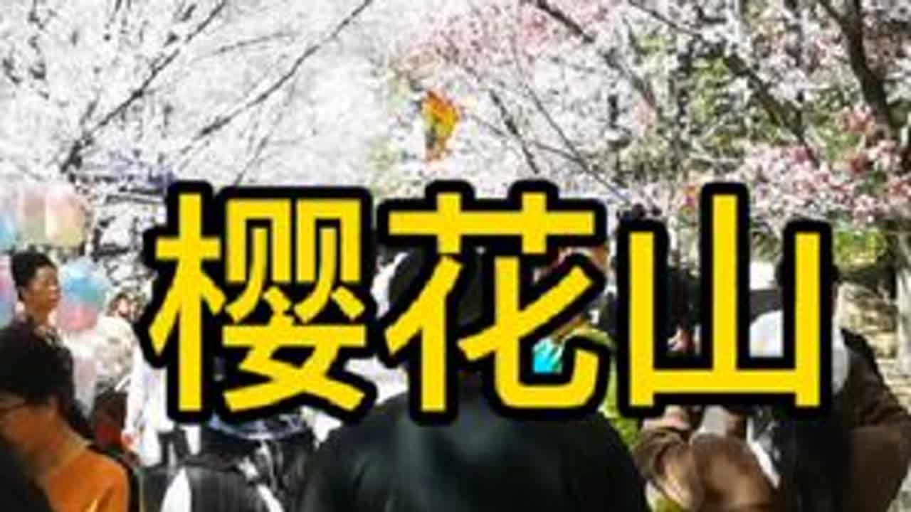 邹平樱花山，盛花期打卡～十里樱花长廊，美如仙境。#踏春赏花 #樱花🌸 #旅行推荐官