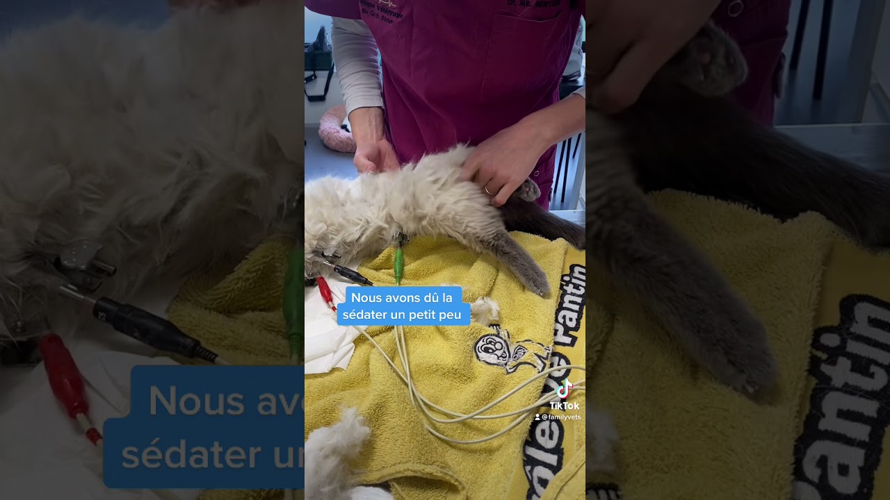 #SHORTS : RETRAIT D'UNE GROSSE BOURRE DE POILS SUR UN CHAT 😮