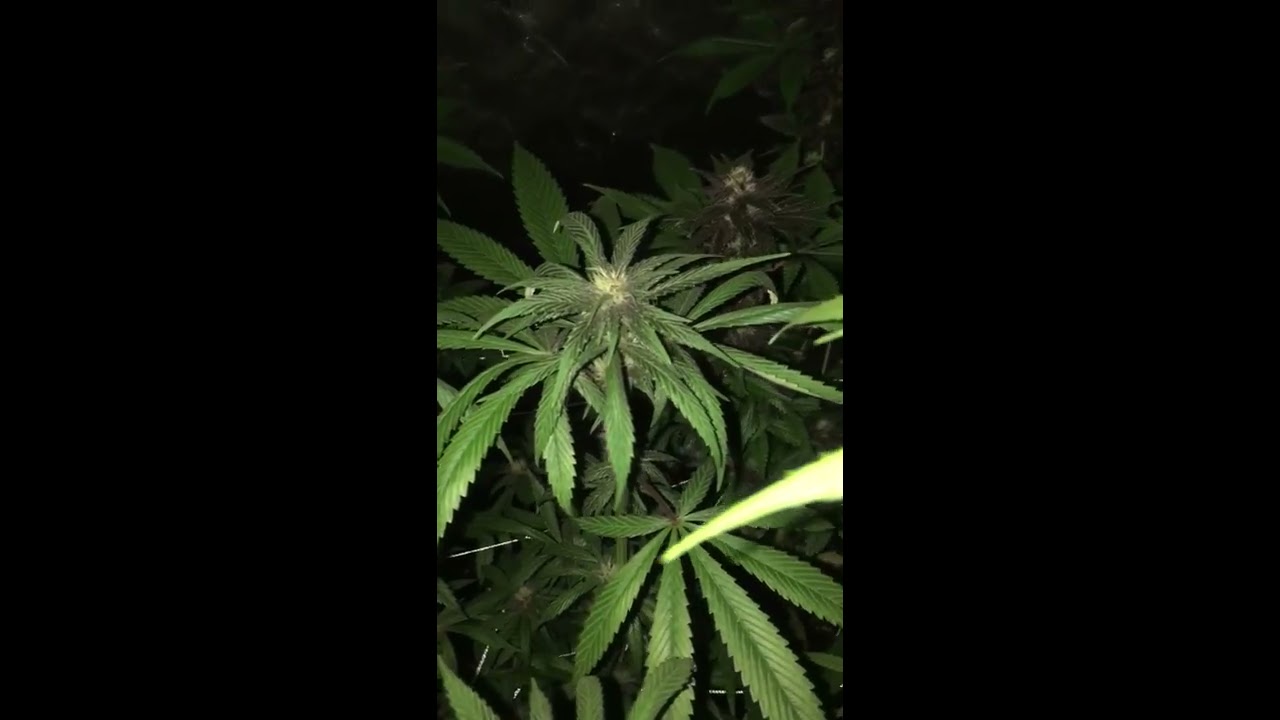 Star Pupil By Mass Medical .. Mainlining week 4-5 Flower