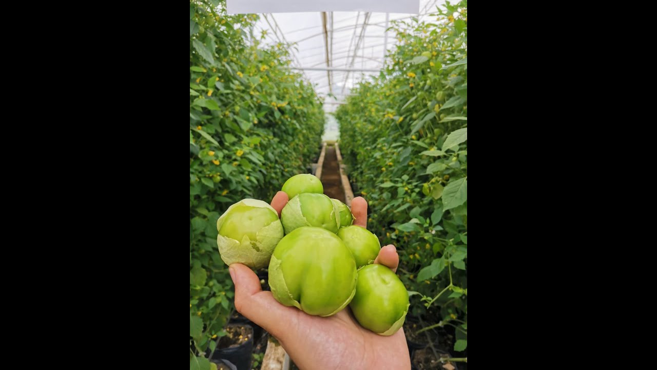 Cultivo de Tomate de Cáscara (Agricultura Protegida). Universidad Veracruzana, Agronomía Xalapa