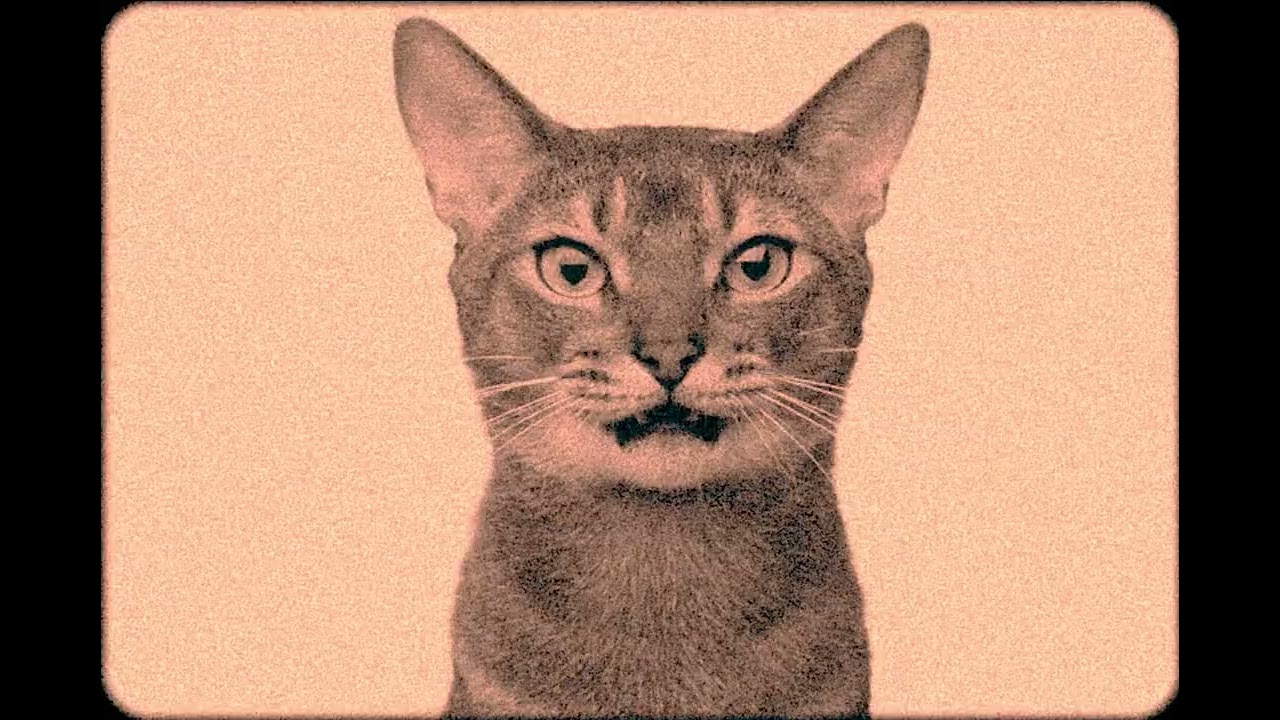 COOL4CATZ