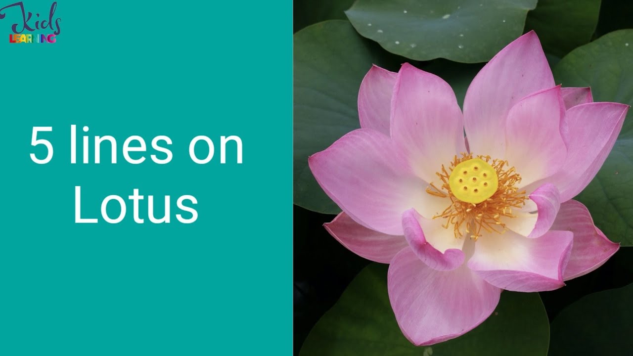 5 Lines On Lotus For Kids | Essay On Lotus | Speech On Lotus 