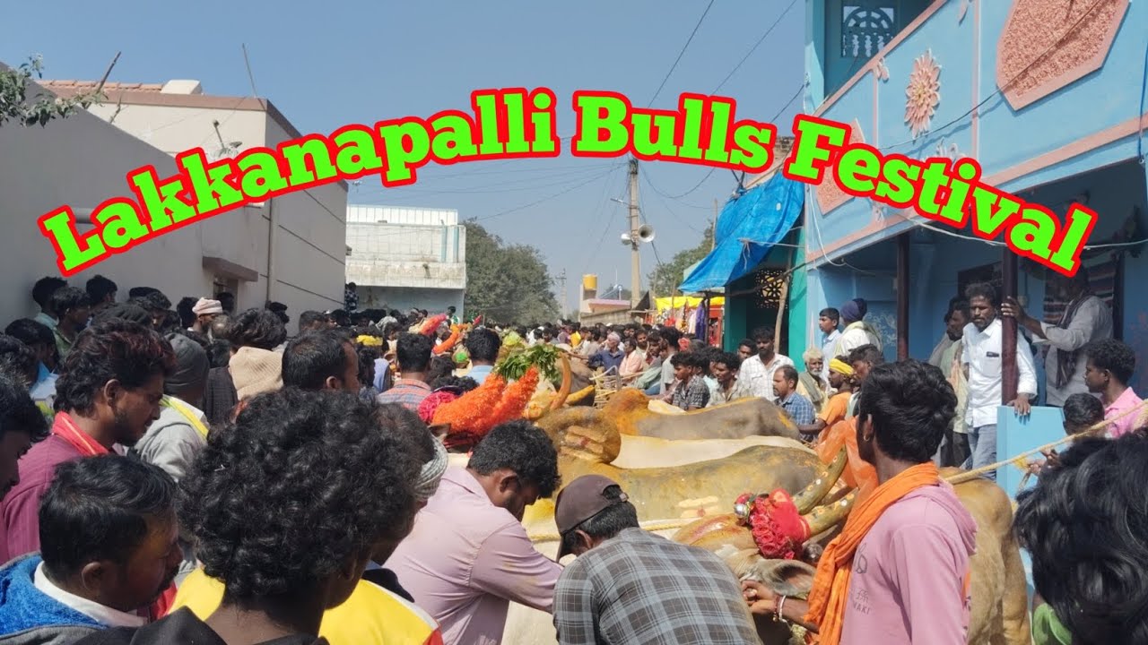 Bulls Racing | Mayileru Habba | Lakkanapalli Festival | Mohan Crazy Kannada