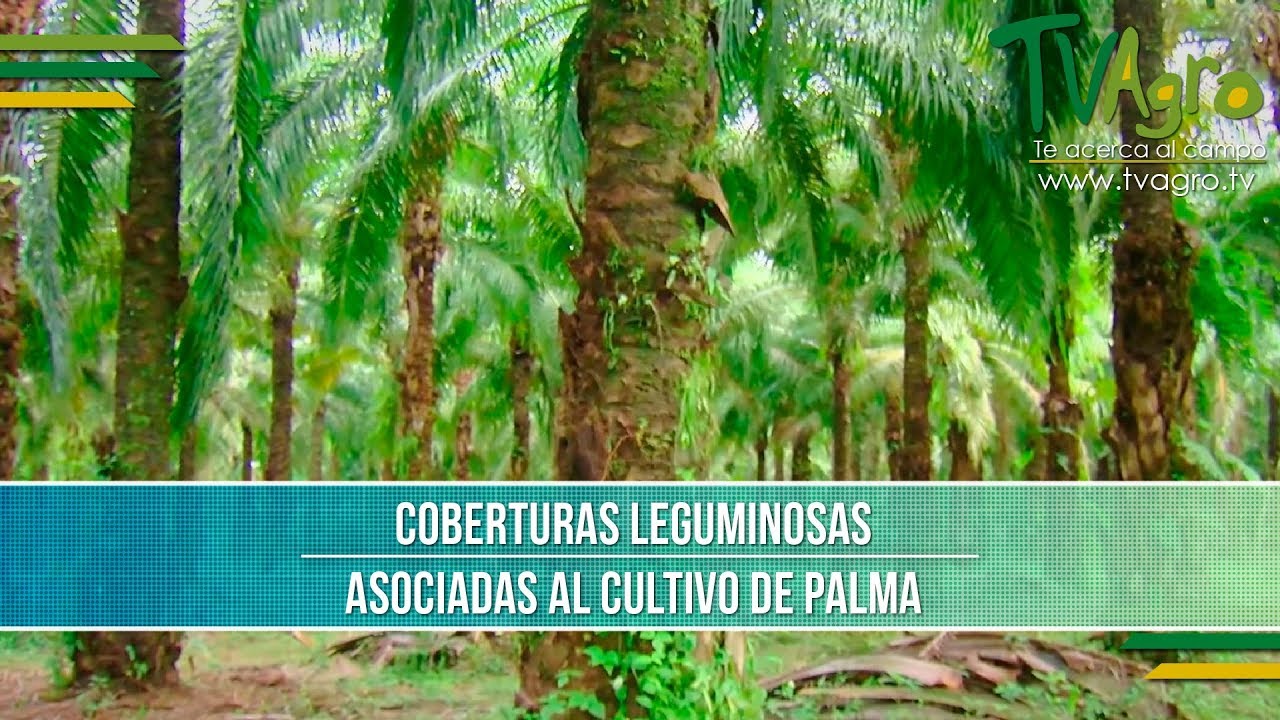 Coberturas Leguminosas Asociadas al Cultivo de Palma- TvAgro por Juan Gonzalo Angel