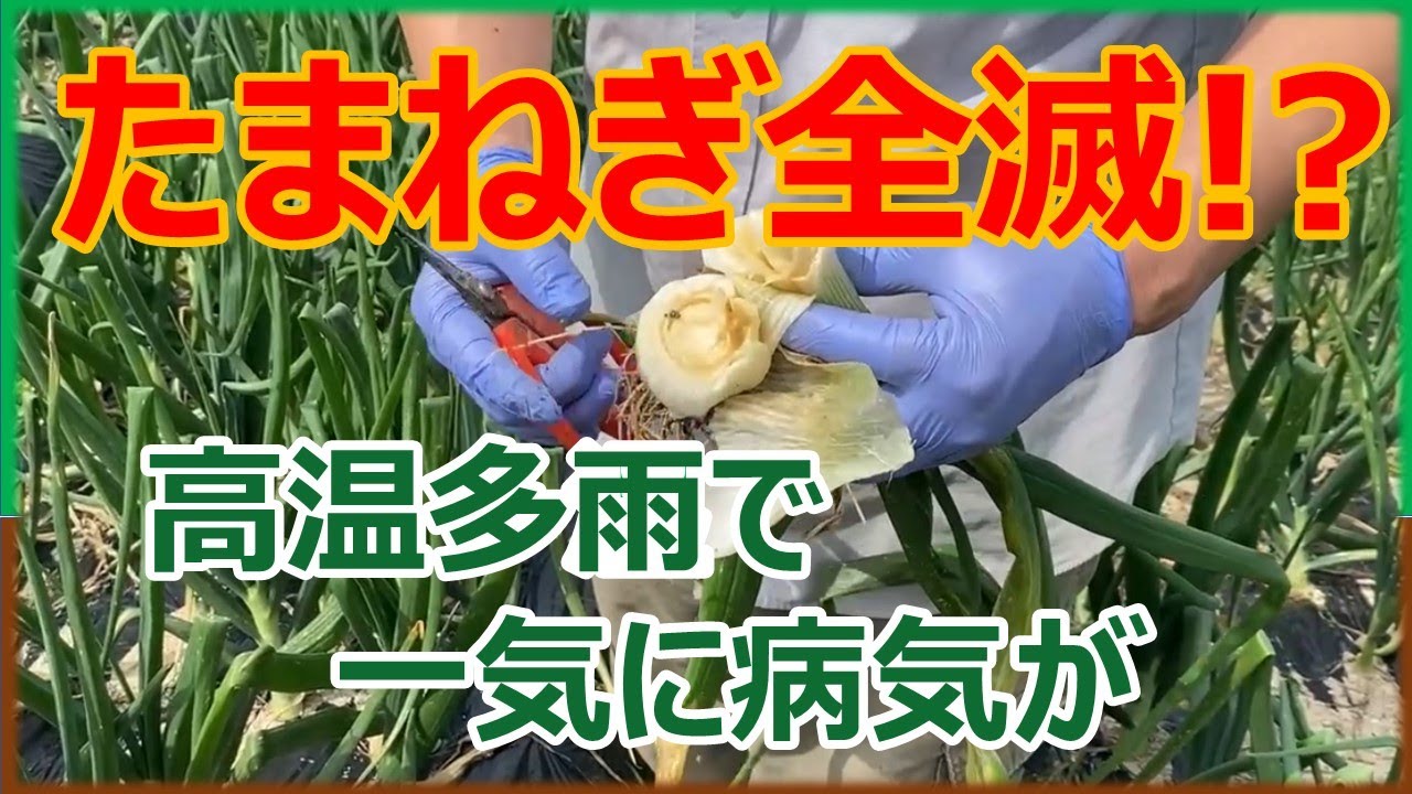 ヤバいです。たまねぎ全滅⁉︎ 白色疫病？灰色かび病？