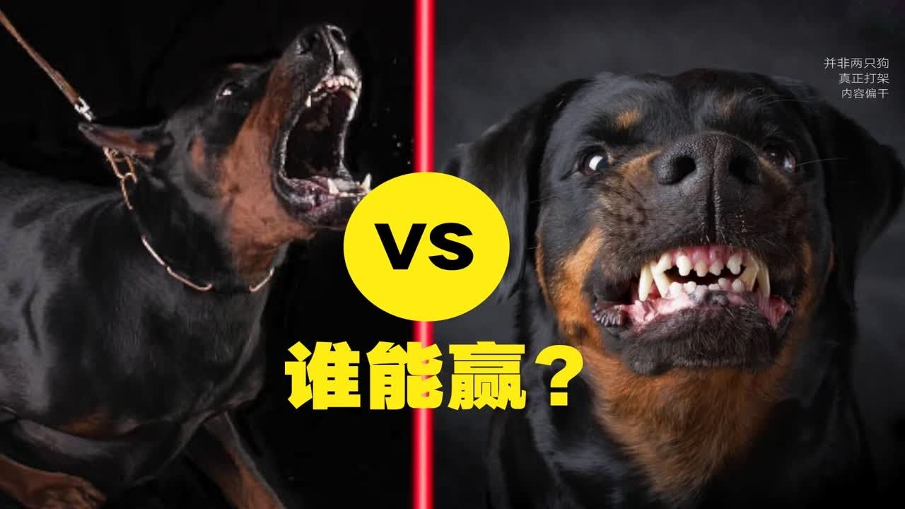 欧洲杜宾犬&ldquo;对战&rdquo;罗威纳犬，五个回合，一决胜负，谁是真正的强者？谁是更好的护卫犬？