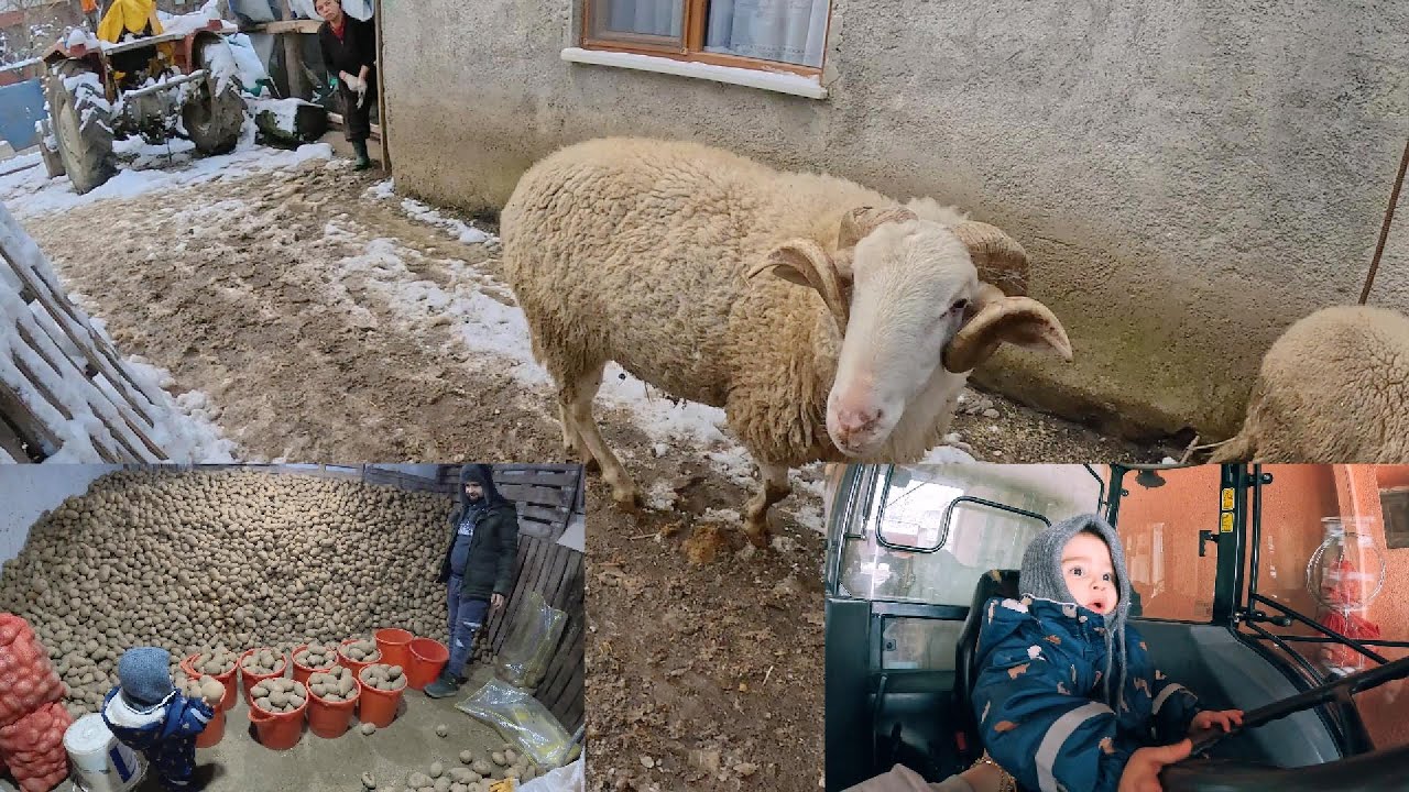 Koç Kapıya bir vurdu kafamı kırıyordu /Kar tekrardan geliyor /Patates faresi Aybars