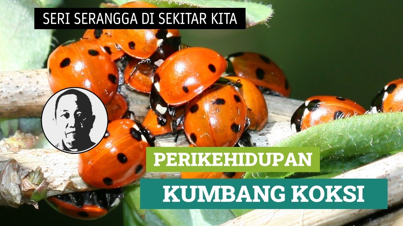 Apakah Kumbang Koksi Bermanfaat? Atau Justru Merugikan?