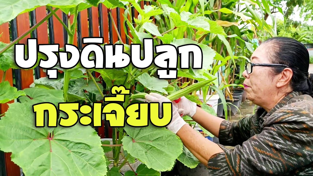 สูตรผสมดิน ปลูกกระเจี๊ยบเขียวให้ออกฝักเร็ว