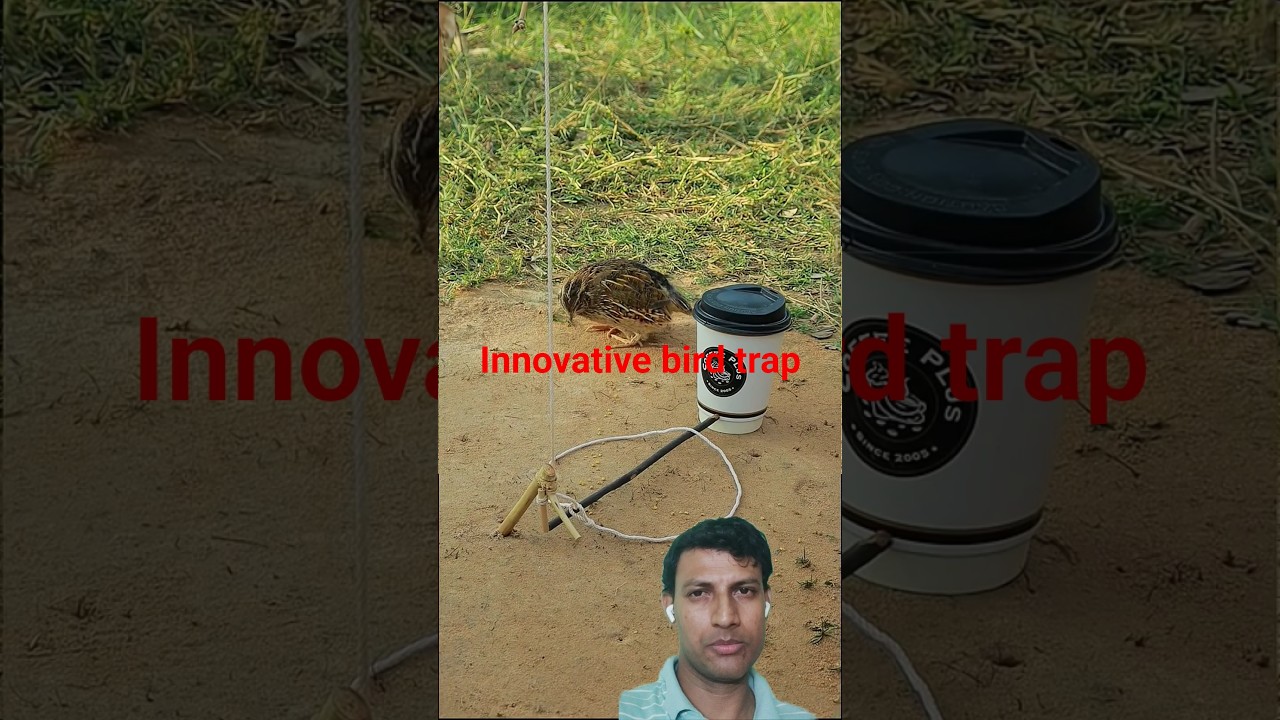 Innovative bird trap #InnovativeTrap#BirdTrap#SmartTrap#EcoFriendlyTrap