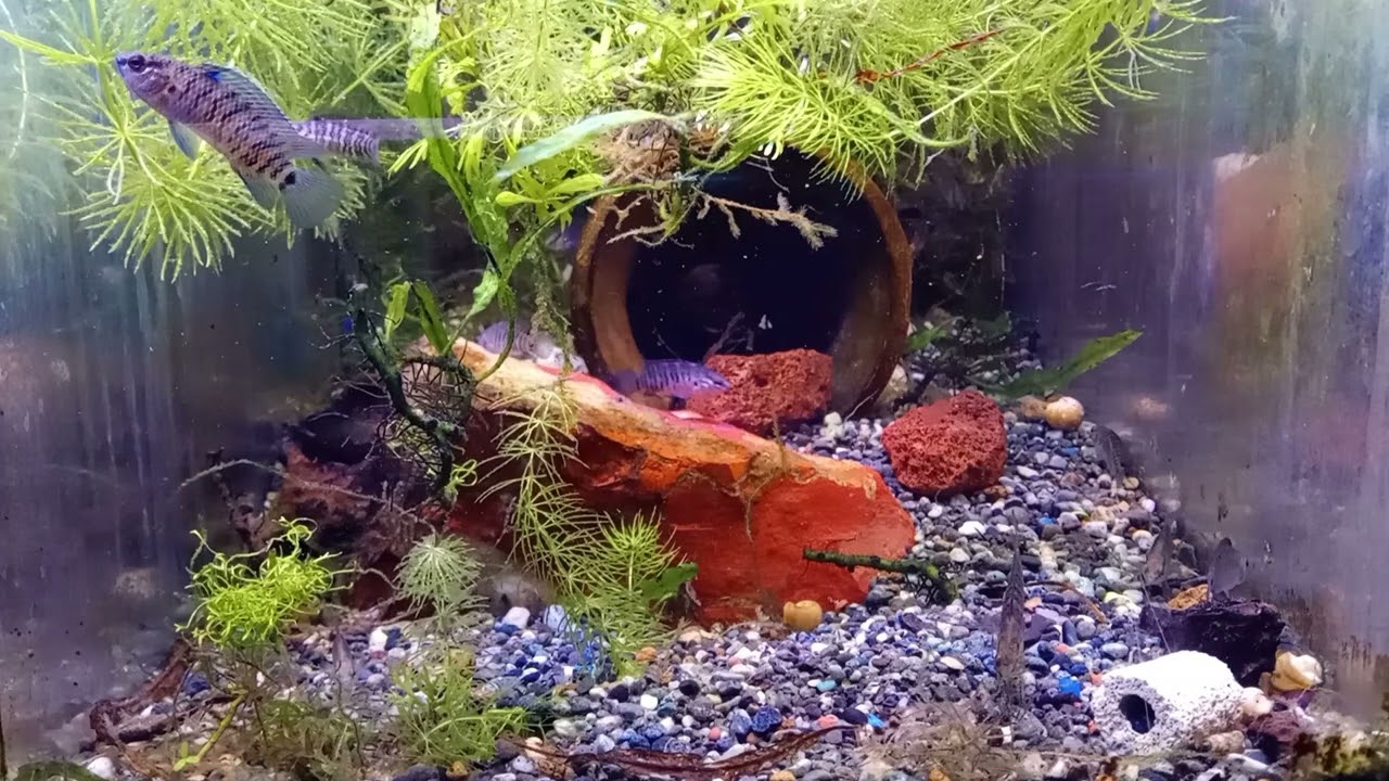 バジスバジスの餌やり