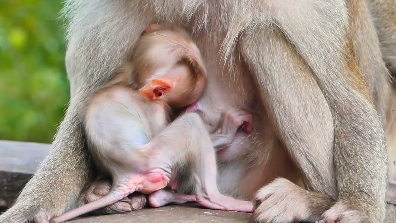 The Daily Life of a Monkey Troop in the Wild