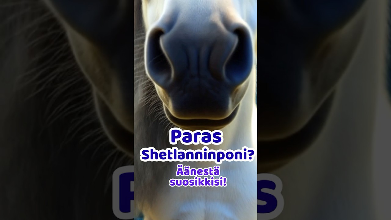 🐴 Paras Schleich Shetlanninponi 2025? ✨ &Auml;&auml;nest&auml; suosikkisi! | Best Schleich Shetland Pony Vote