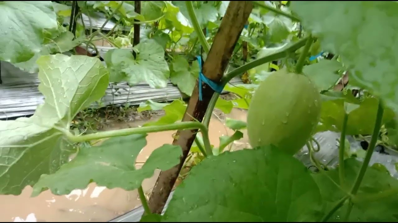 Tanaman melon yang sudah di ikat bikin ngiler lihatnya 