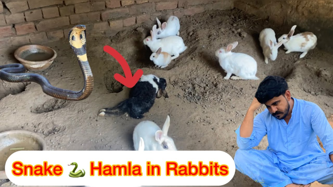 Rabbit Ko Snake 🐍 Na Kat Liya 
