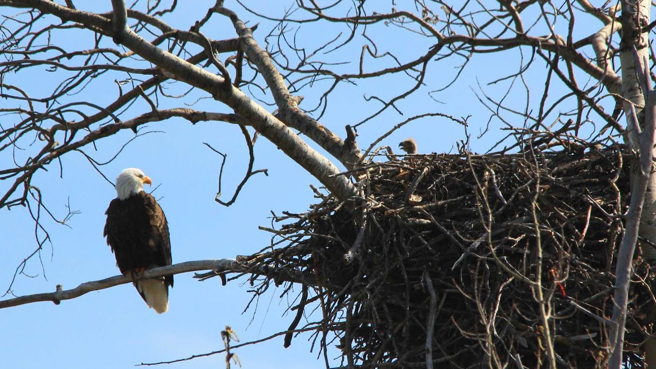 BC Hydro rushes to cut down eagles' nests for Site C Dam, First Nations seek injuction