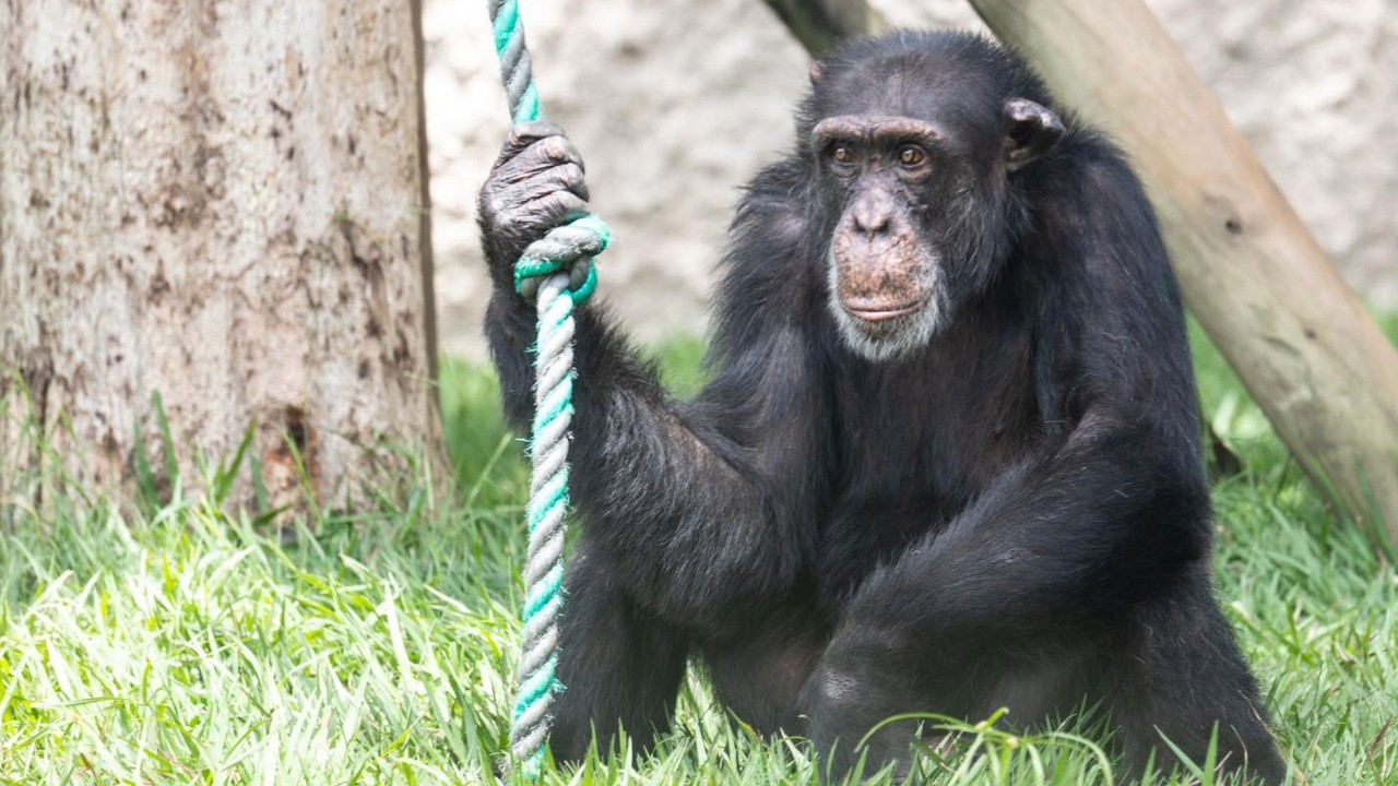 The Chimp Raised Like a Human – Can He Survive With Chimps?