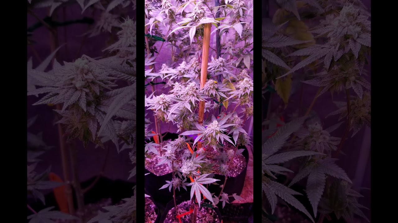 4x4 grow tent