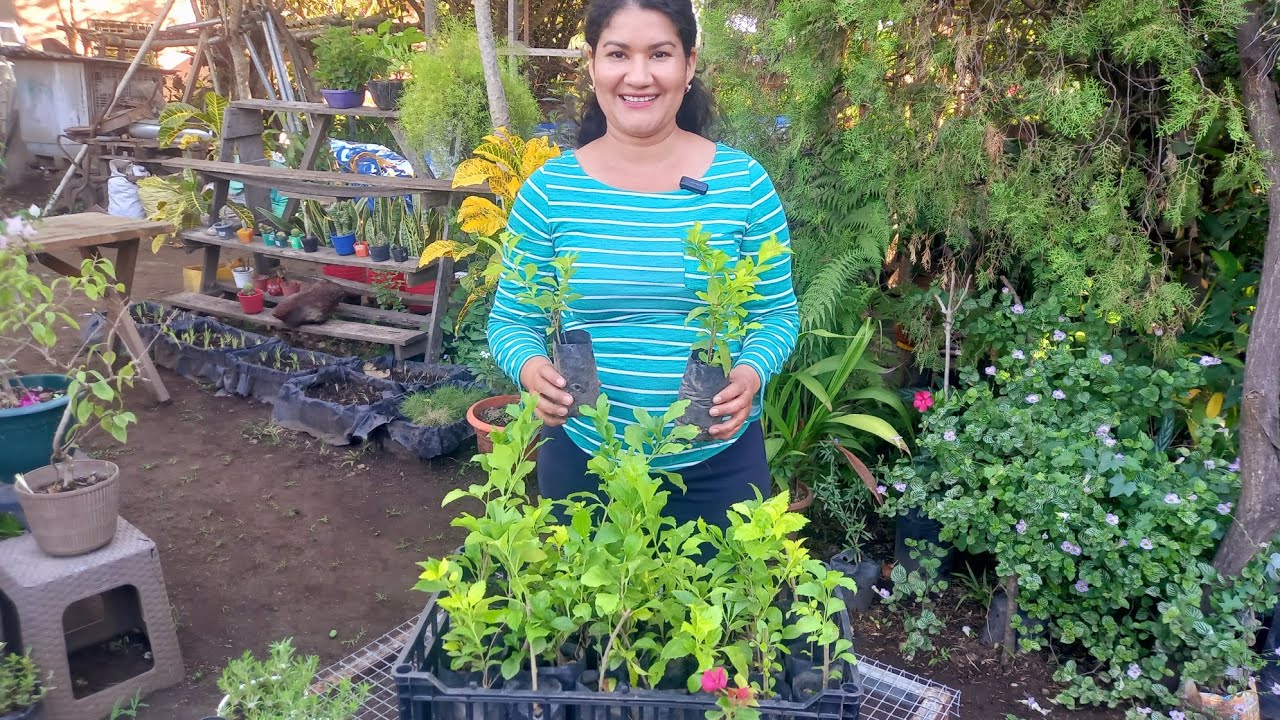 PROPAGACIÓN DE PLANTAS EN MARZO: secretos para que enraícen rápido 🌻🌿🌹🌱☘️#garden 