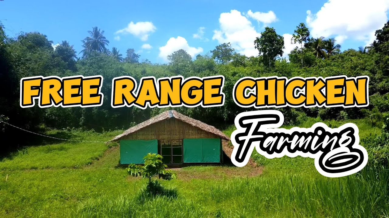 FARM LIFE | Free Range Chicken Farming