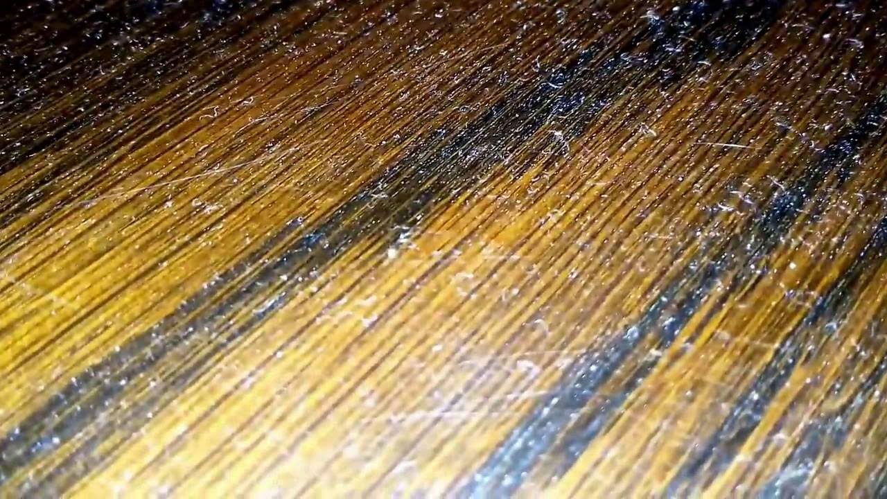 Very little white insects in my house, is it an undiscovered specie?