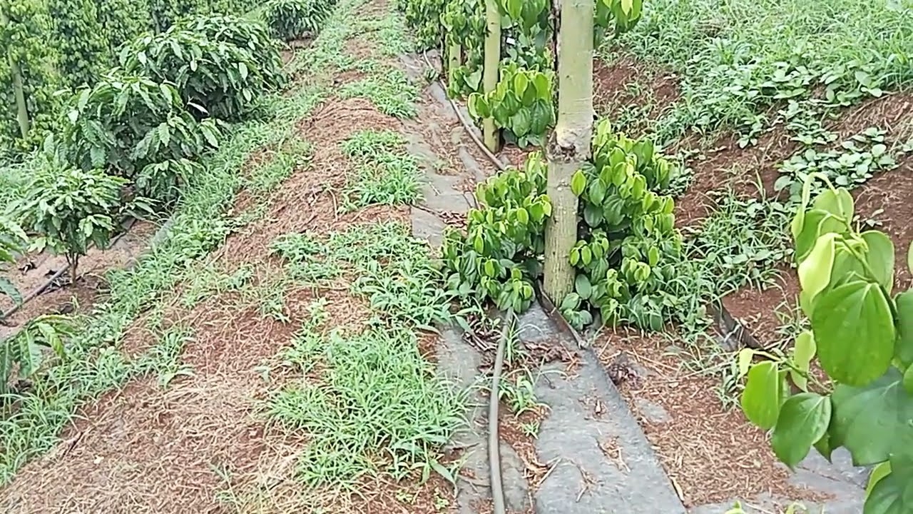 tiêu Tùng Linh xen cà phê và kích thước cụ thể của mô hình mới