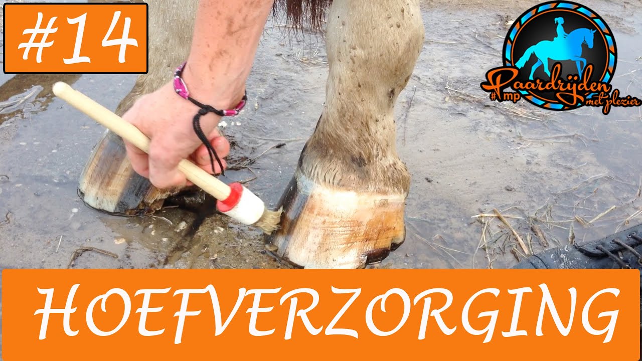 Paard en paardrijden | Hoefverzorging