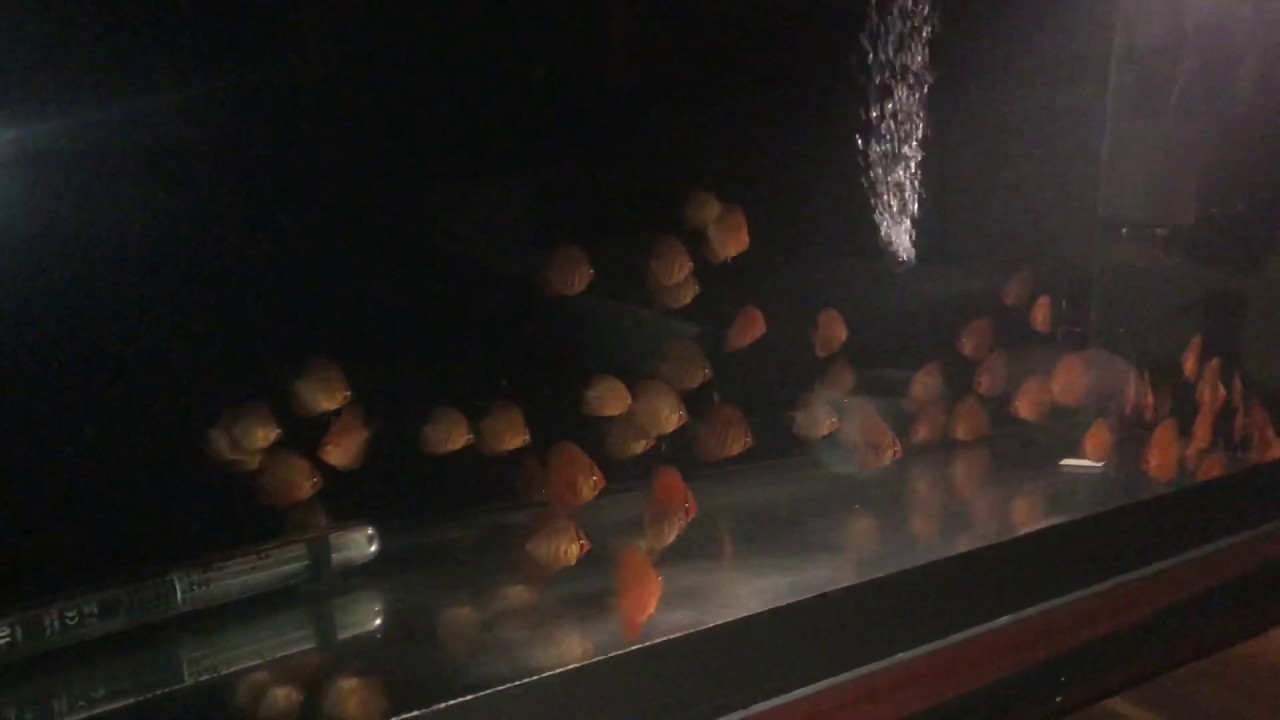 200 litri pentru campioni