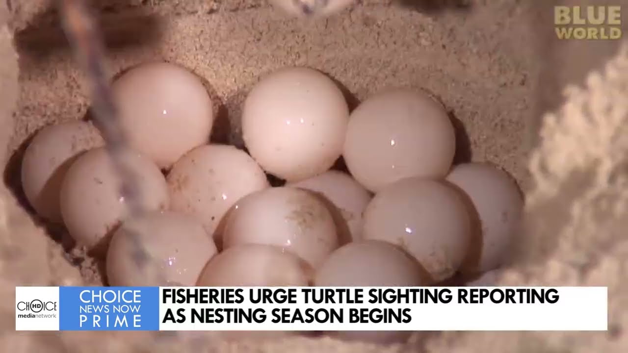 FISHERIES URGE TURTLE SIGHTING REPORTING AS NEXTING SEASON BEGINS