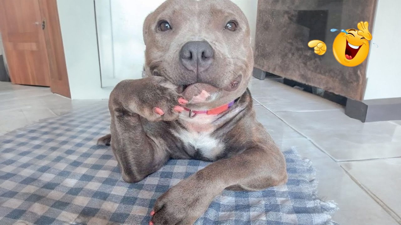 HILARIOUS DOGS Being Weird 🤪 NEW Funniest Dogs Video 2026