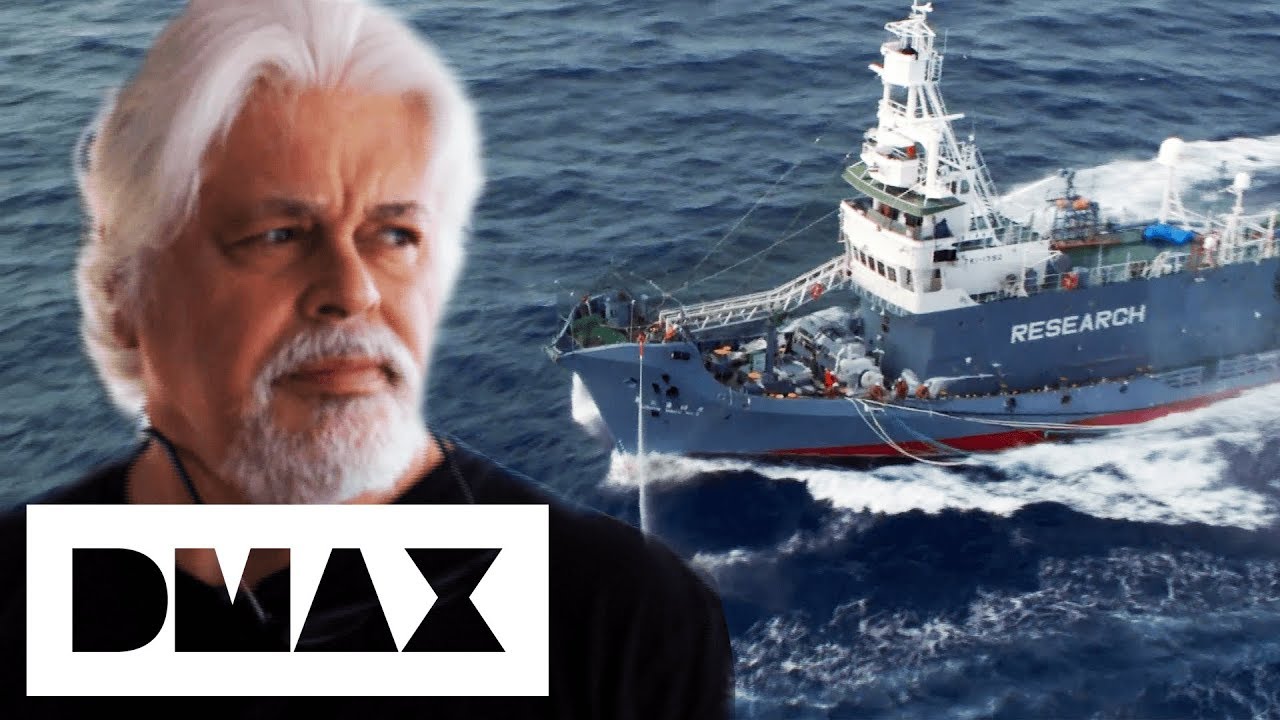 Japanese Whalers Are Unfazed By Sea Shepherds Attack | Whale Wars