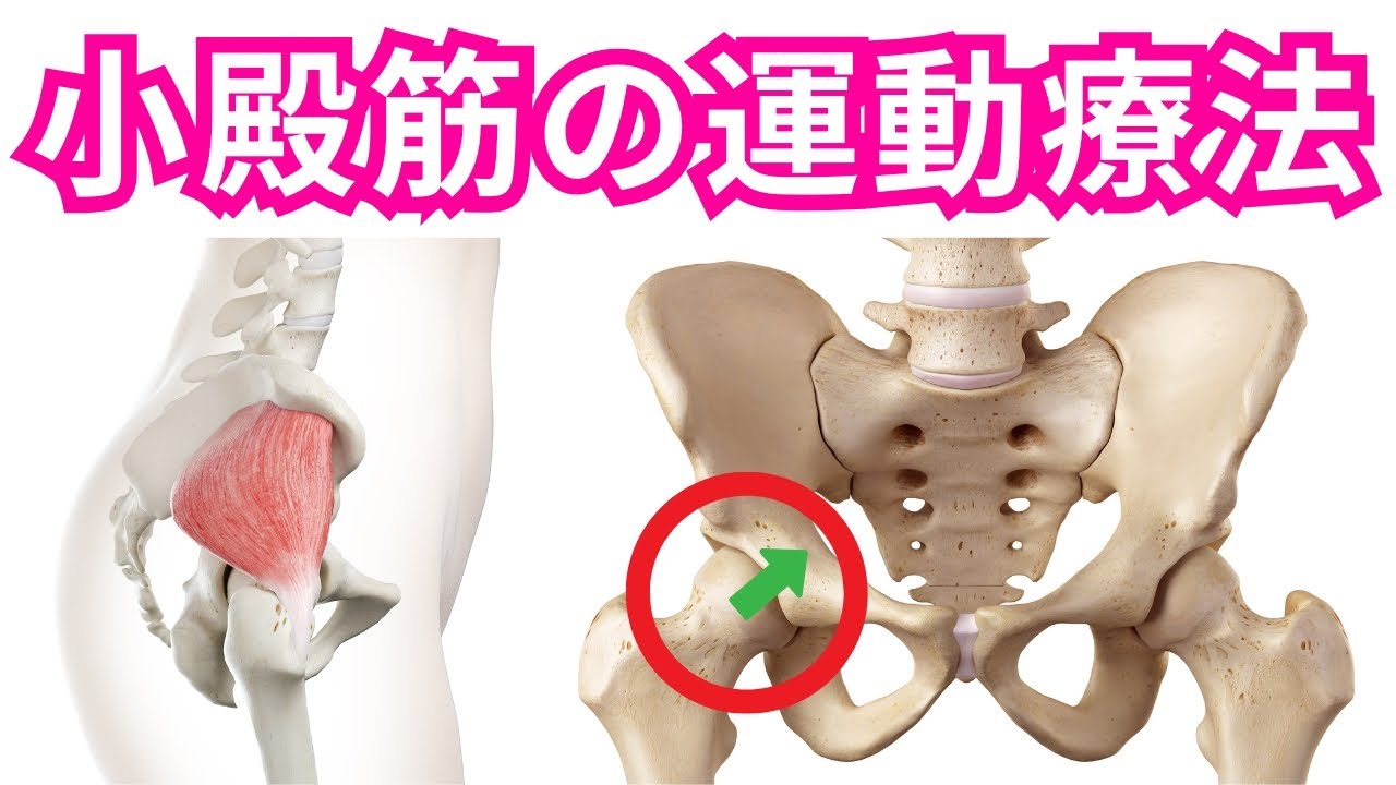 【小殿筋の運動療法について】股関節の噛み合わせ・適合性を高める上で欠かせない小殿筋の役割！股関節のインナーマッスルで重要な小殿筋の運動療法・ピラティスの工夫！【運動療法/ピラティス/股関節】
