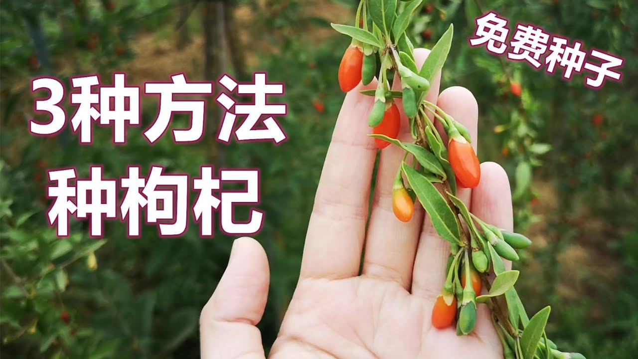 3种方法种枸杞, 身边的种子13 How to grow wolfberry from seeds