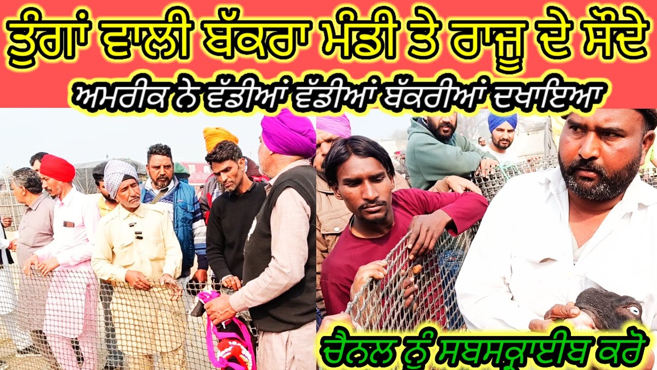 ਤੁੰਗਵਾਲੀ ਬੱਕਰਾ ਮੰਡੀ ਹਰ ਵੀਰਵਾਰ ਨੂੰ ਲੱਗਦੀ ਹੈ ਰਾਜੂ ਨੇ ਦੇਖੋ ਕਿੰਨਾ ਕਿੰਨਾ ਰੇਟ ਲਾਇਆ#bakramandi #goatfarming