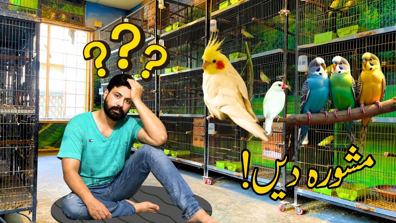 Birds Business Ideas At Home: Kon Sa Bird Profit Dega? Mashwara Dain! 🤔|| #birdsbusiness 