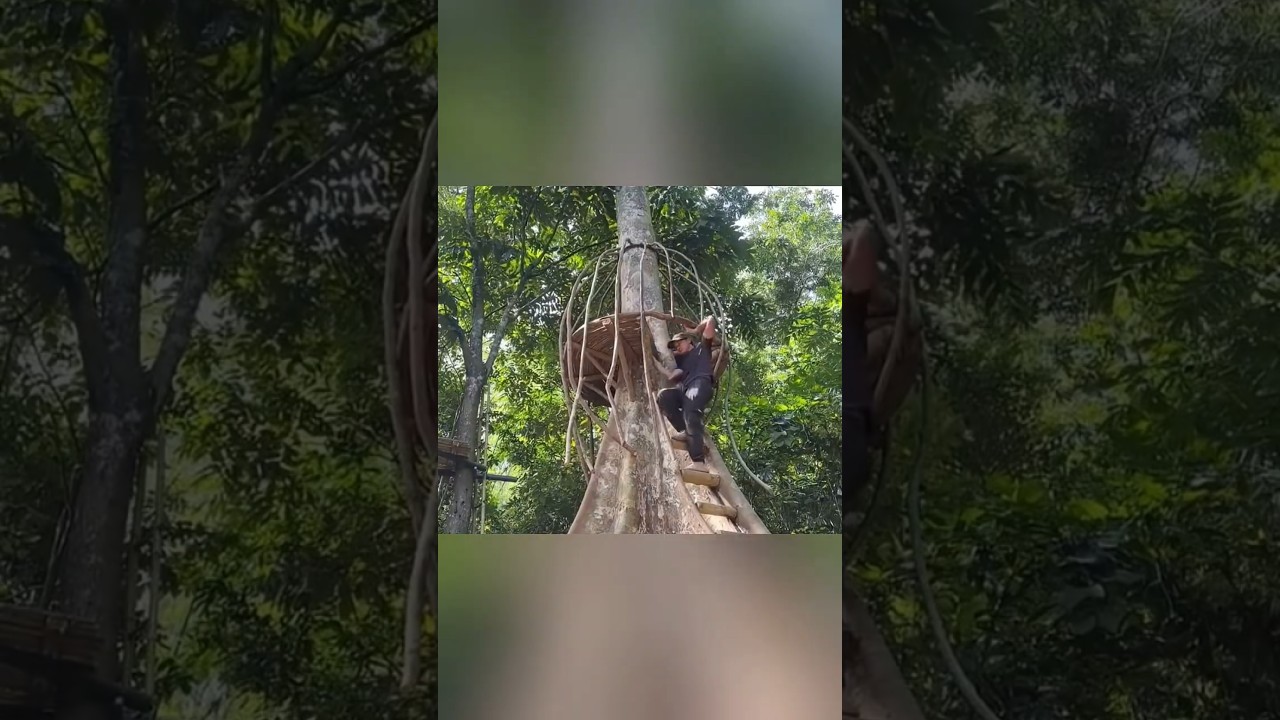 The man made a house on an ancient tree to avoid wild animals 