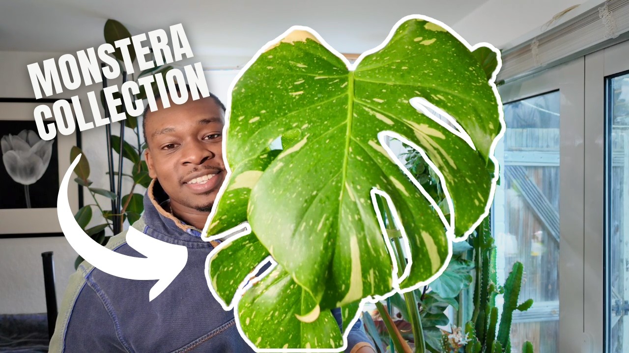 My Entire Monstera Collection 2024