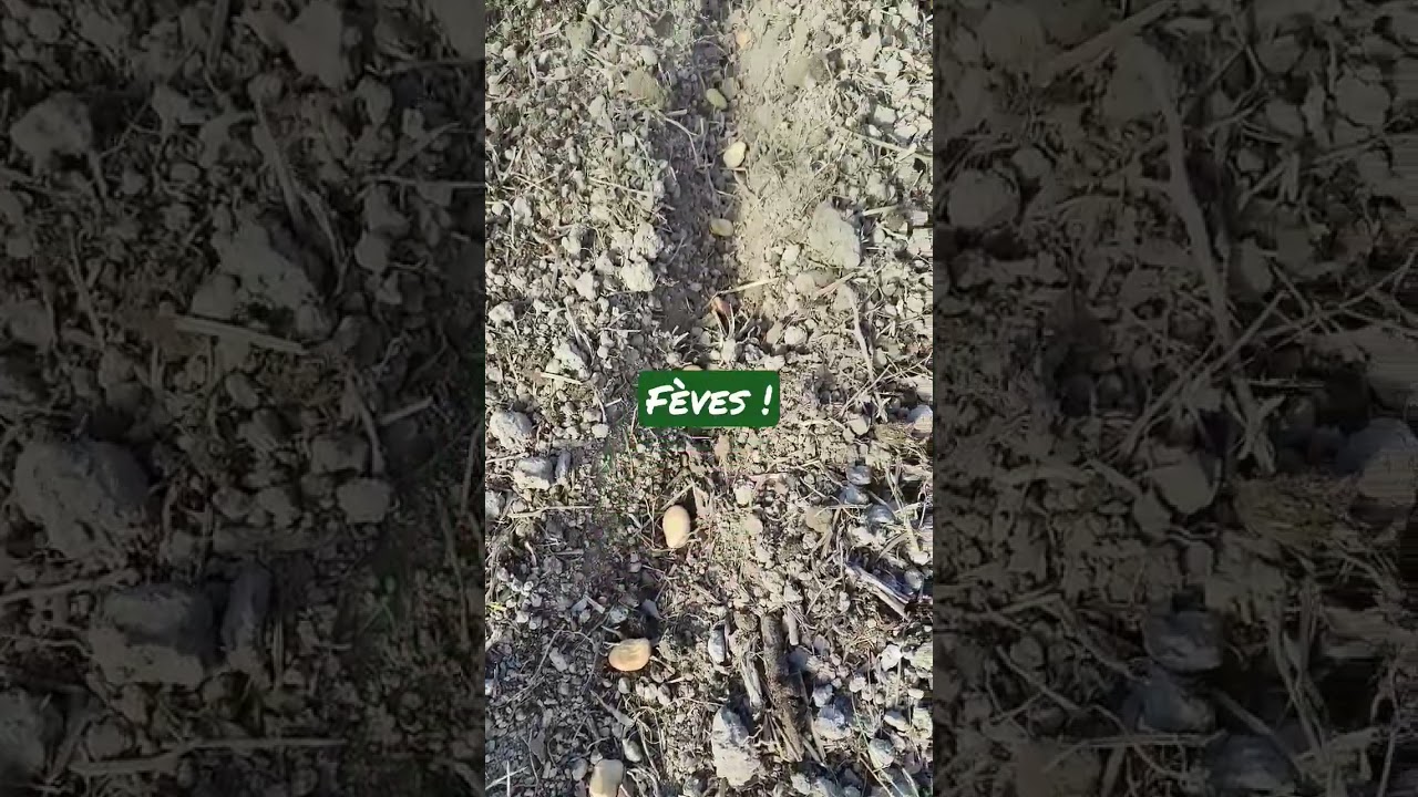 semis de f&egrave;ves