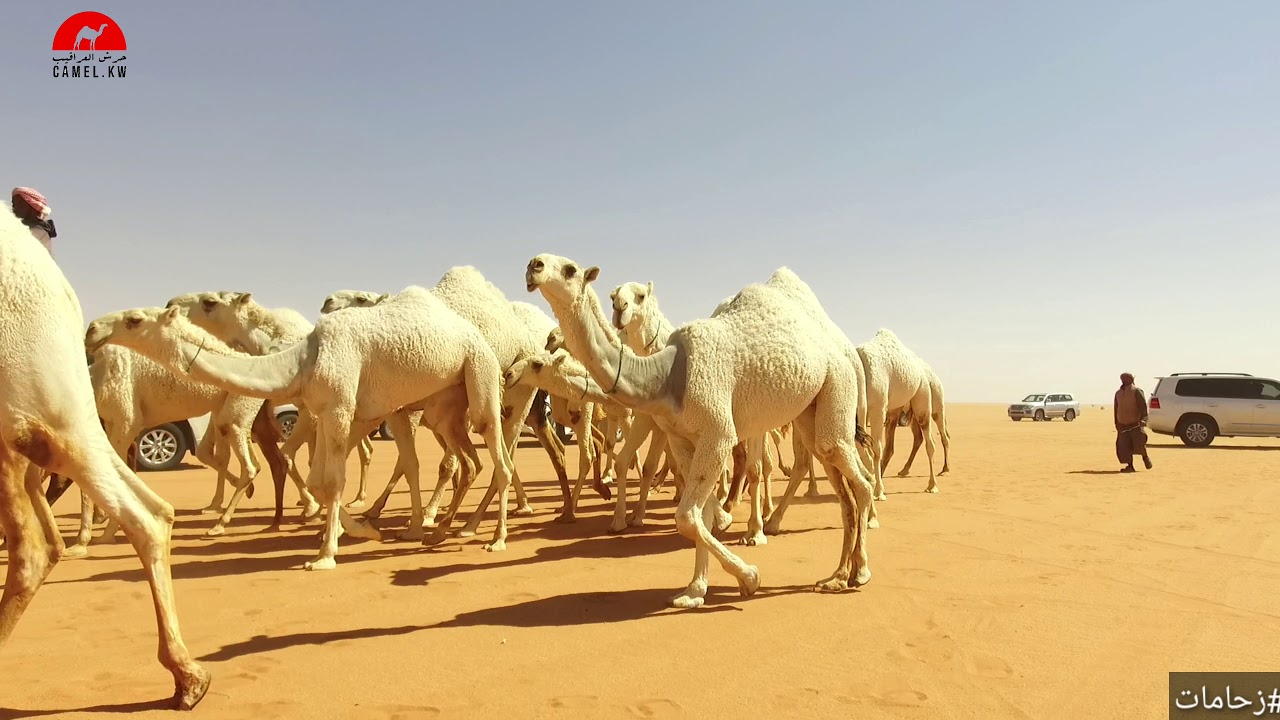 مسيرة منقية: طلال بن مسلم العامري