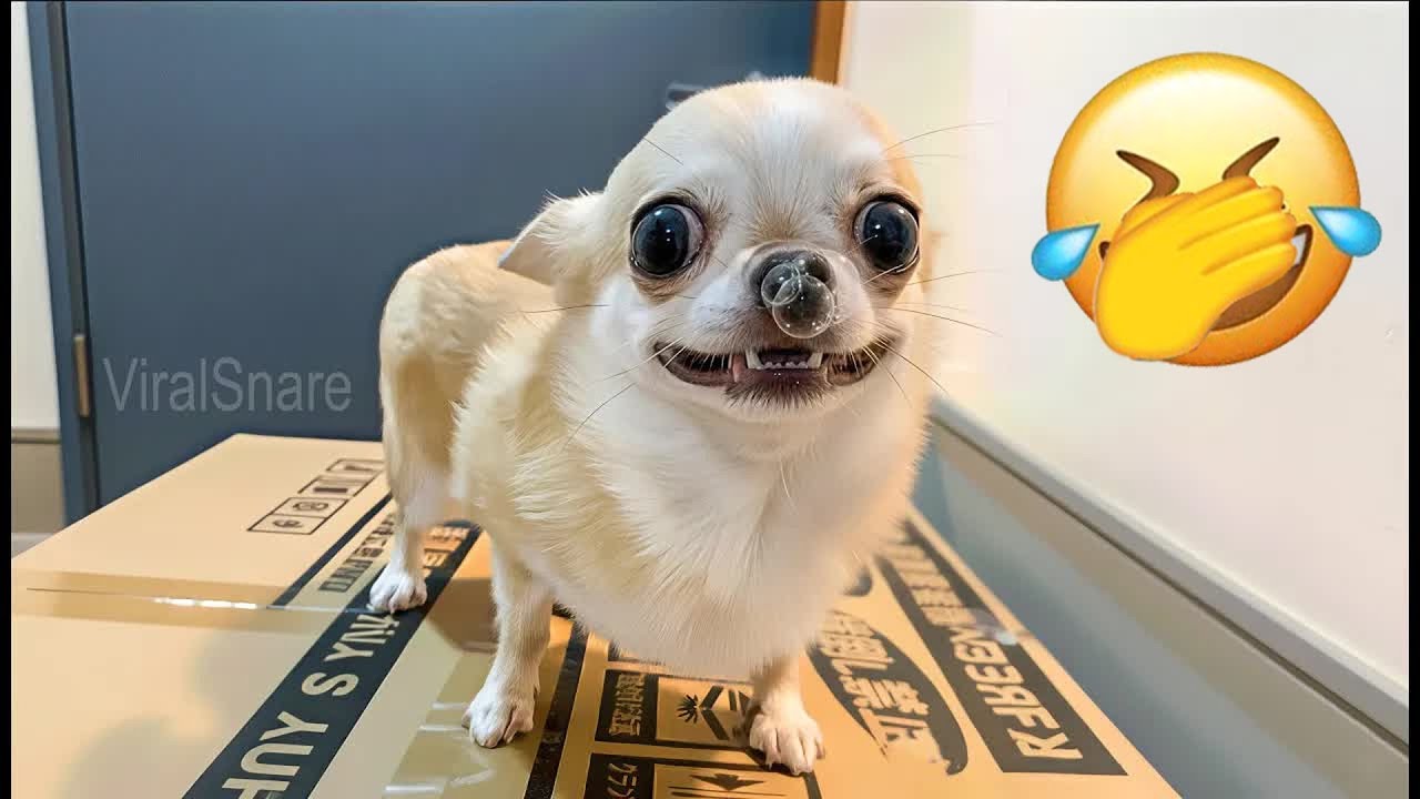 You Laugh You Lose 😃 Funniest Cats and Dogs 2026 🐶 🍝 #funnycats #funnydogs #funniestanimals