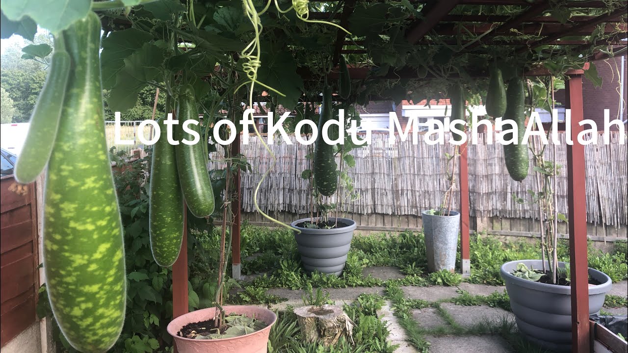 MashaAllah SO MANY KODU ALHAMDULILLAH 