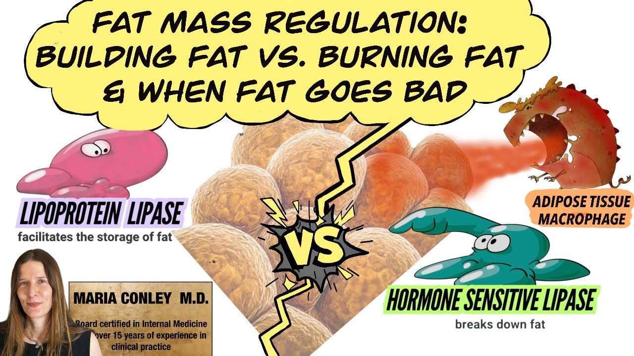 Fat Mass Regulation: Building Fat vs. Burning Fat and When Fat Goes Bad