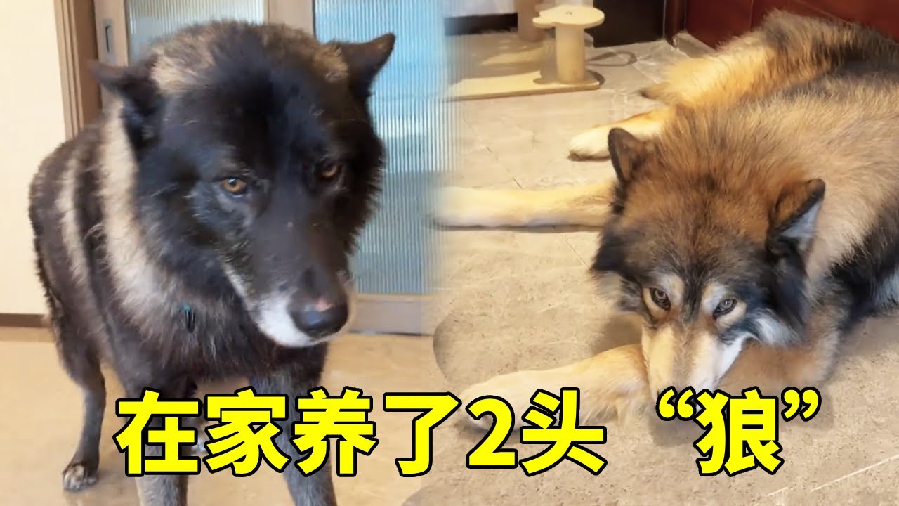 上门遛2只30多万的狗，假装晕倒在地板上，它们的反应太气人了！