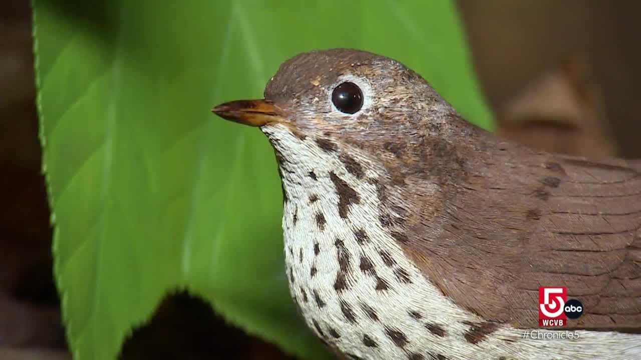 Off a dirt road in the middle of Vermont's woods sits a bird-lovers dream